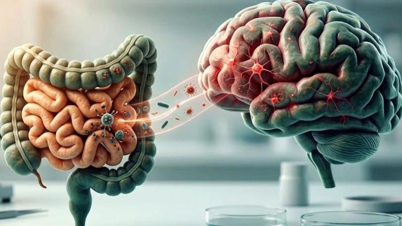 Bactérias intestinais associadas à ELA e à demência, aponta estudo