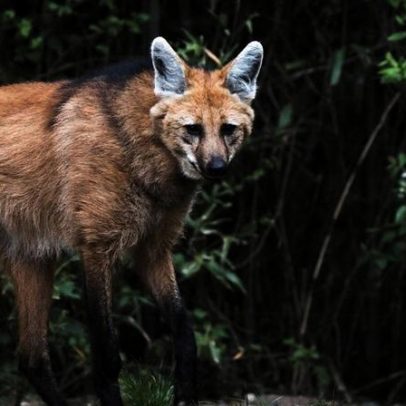 Lobo-guará: papel crucial deste felino solitário no Cerrado brasileiro