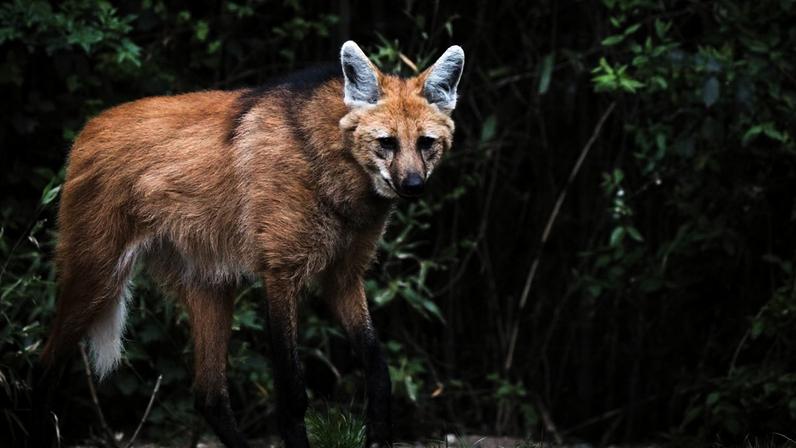 Lobo-guará: o guardião silencioso das paisagens do Cerrado (Imagem: Getty Images via Canva)