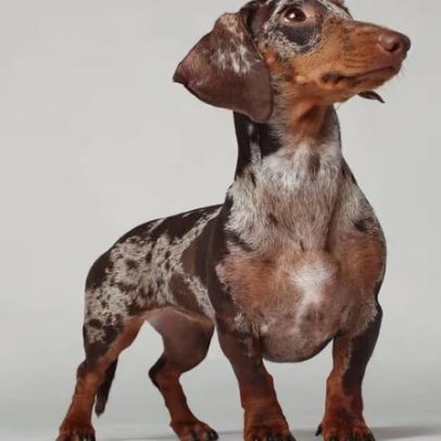 Dachshunds: comportamento, treino e saúde da coluna