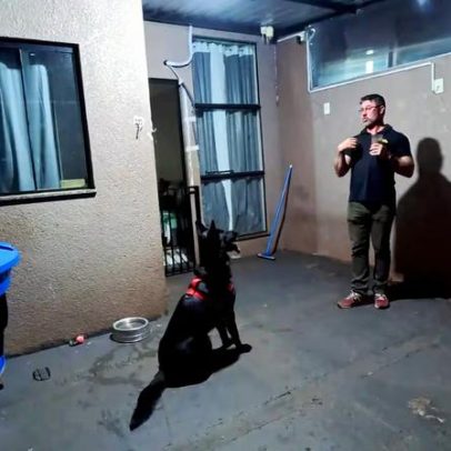 Seu cão aprende comandos, mas não obedece; entenda aprender e obedecer