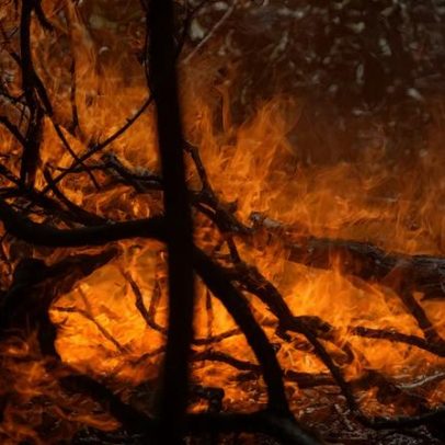 Incêndios remodelam a Amazônia, aponta estudo de 20 anos