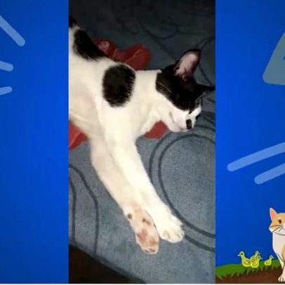 Gatinho manhoso não levanta ao ser chamado pela tutora; vídeo