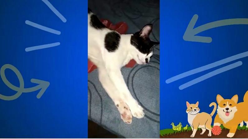 Gato preto e branco deitado sobre superfície azul estampada, com patas dianteiras esticadas. Imagem é emoldurada por borda azul com elementos gráficos divertidos, como setas e linhas curvas