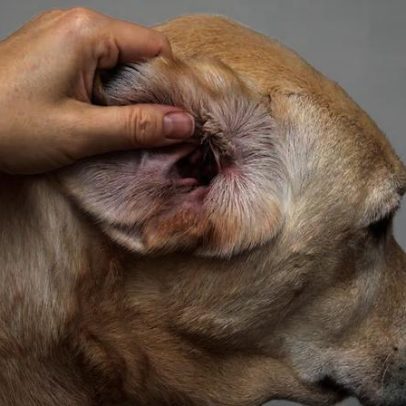 Infecção de ouvido em cães resiste a tratamento e preocupa veterinários