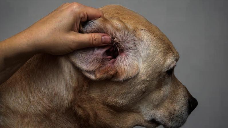Fungos resistentes dificultam tratar otite em cães. (Foto: Getty Images via Canva)