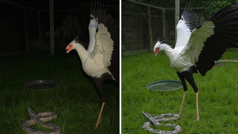 Secretário dá chute na cabeça de cobra durante caçada