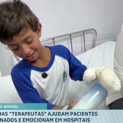 Ovelhas auxiliam terapias e levam conforto a pacientes