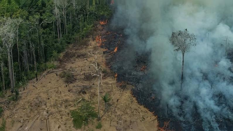 Bancos brasileiros verificam dados satélite de desmatamento para crédito rural