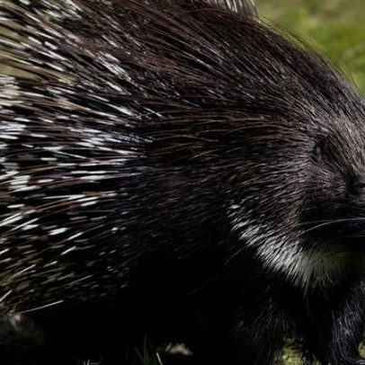 Por que o porco-espinho não é porco: a verdade sobre esse animal espinhoso