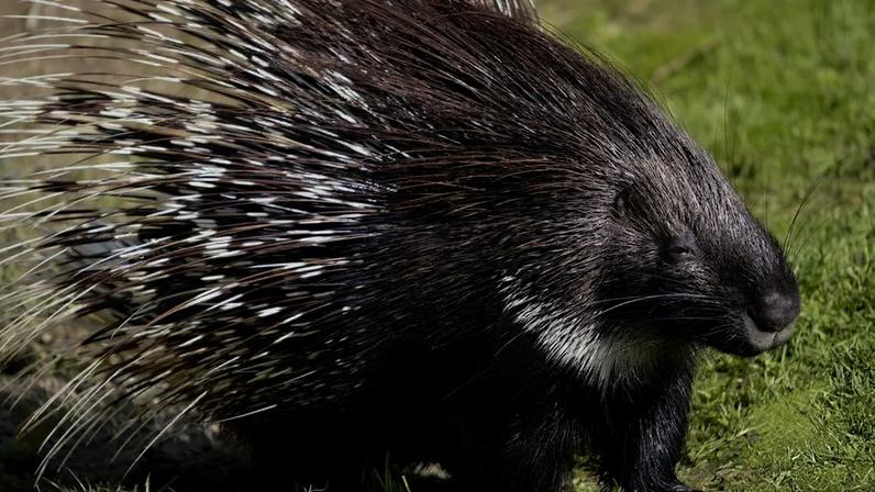 o porco-espinho apresenta características típicas de roedores, como os dentes incisivos que crescem continuamente e a necessidade de roê-los em superfícies duras para manter o tamanho adequado – depositphotos.com / Christian