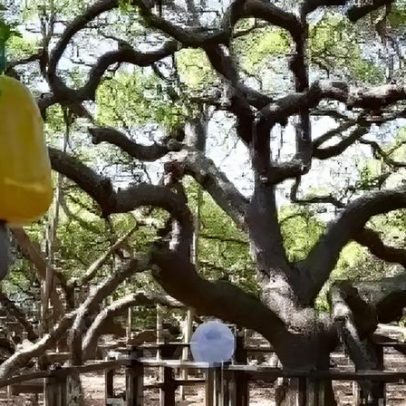 Turista paga R$30 mil via PIX por ingresso de R$30 para ver cajueiro maior do mundo