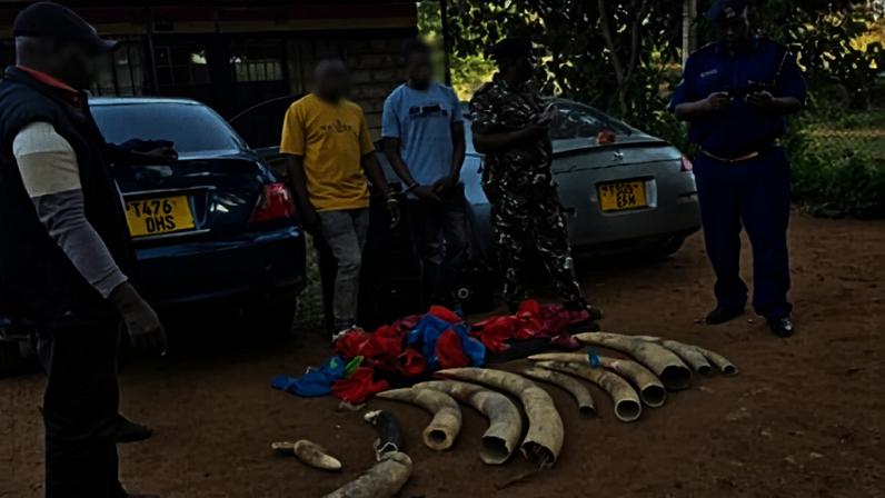 Após apreensão de marfim de 110 kg, familiares questionam ações no Quênia