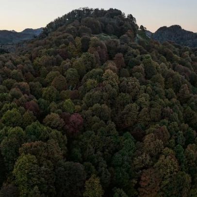 Coníferas chilenas revelam teia subterrânea que sustenta florestas