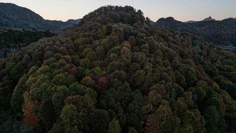 Coníferas chilenas revelam teia subterrânea que sustenta florestas