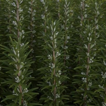 Plantas viram repelentes naturais de escorpiões