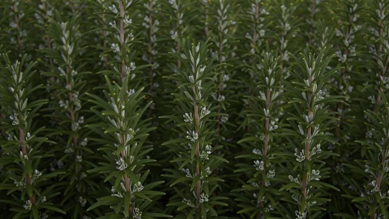 Além de decorar, algumas plantas ajudam a proteger nossas casas. Certas espécies têm propriedades que afastam escorpiões, funcionando como aliadas naturais na prevenção contra esses visitantes indesejados.