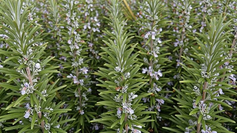 Plantas atuam como repelentes de escorpiões em ambientes domésticos