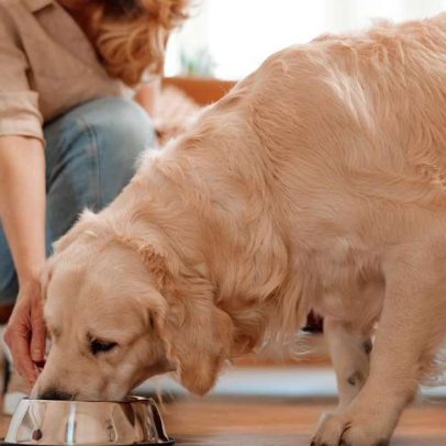 Quantas vezes ao dia alimentar pets: frequência recomendada