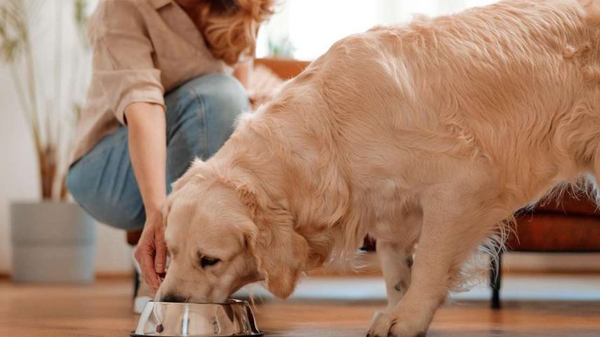 Quantas vezes ao dia alimentar pets: frequência recomendada