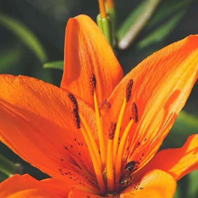 Lírio simboliza beleza, pureza, inocência e renovação