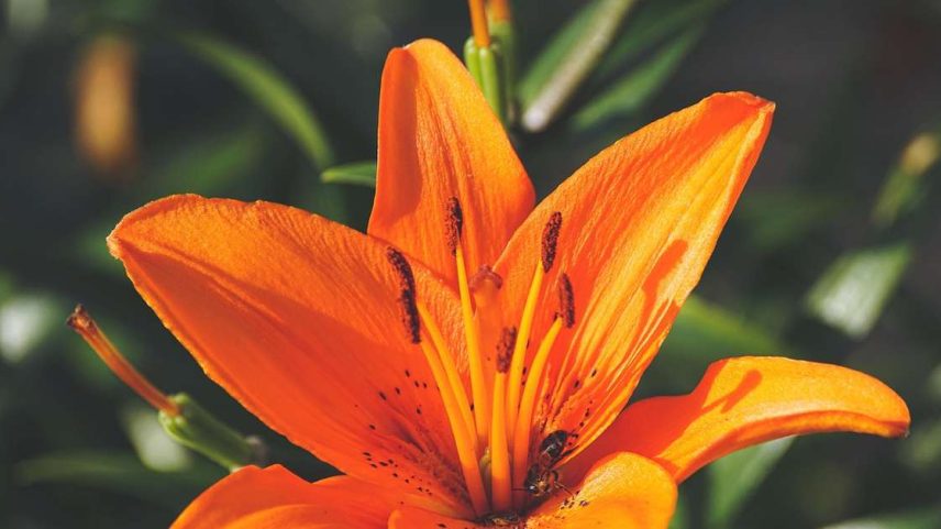 Lírio simboliza beleza, pureza, inocência e renovação