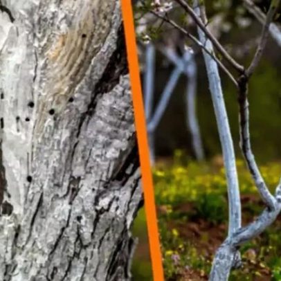 Cal nas árvores frutíferas: quando e como usar corretamente