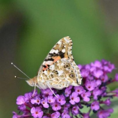 Buddleia, a árvore-das-borboletas com flores exuberantes e baixa irrigação