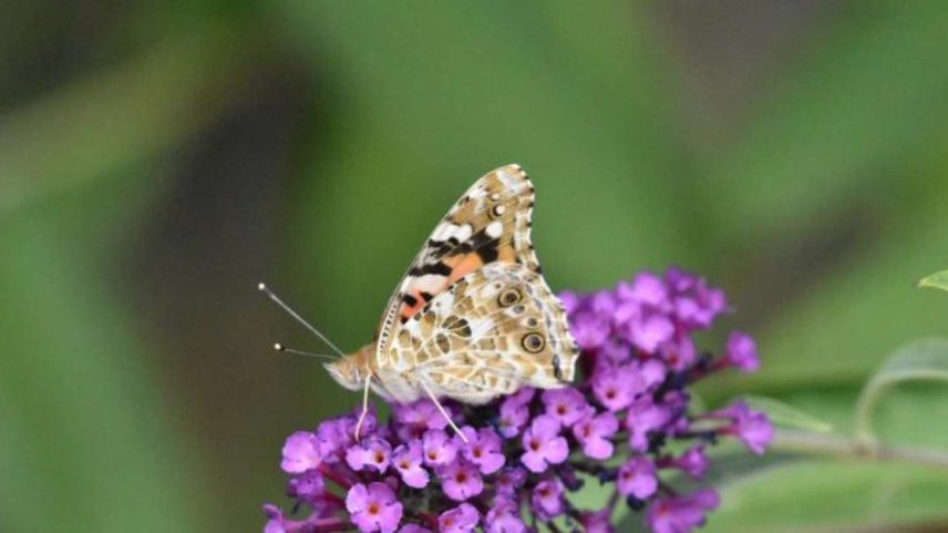 Buddleia, a árvore-das-borboletas com flores exuberantes e baixa irrigação