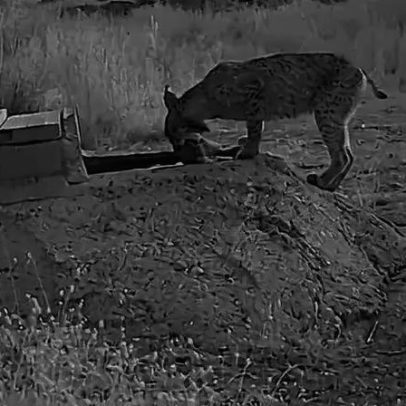 Mães linces lavam presas em água antes de entregar aos filhotes