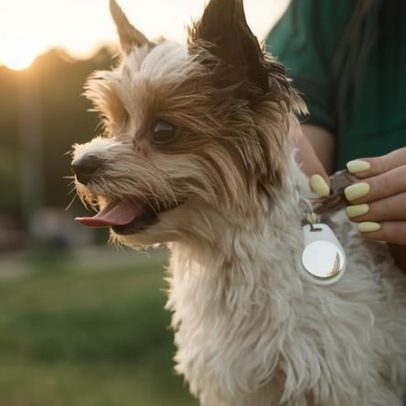 Rastreador para pets: especialistas divergem sobre wearables