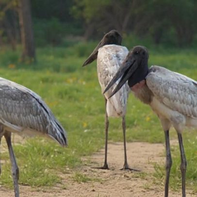 Tuiuiú, símbolo do Pantanal, é considerado a cegonha da América Latina