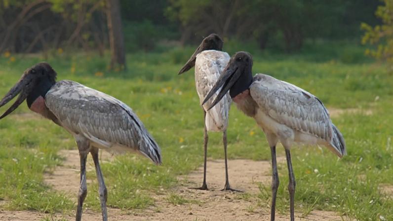 Tuiuiú, símbolo do Pantanal, é considerado a cegonha da América Latina