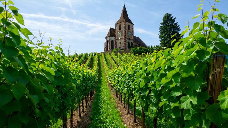 Um varietal discreto volta a ser desejável nos vinhos de Alsácia