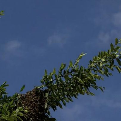 Como afastar abelhas com medidas simples e substâncias naturais