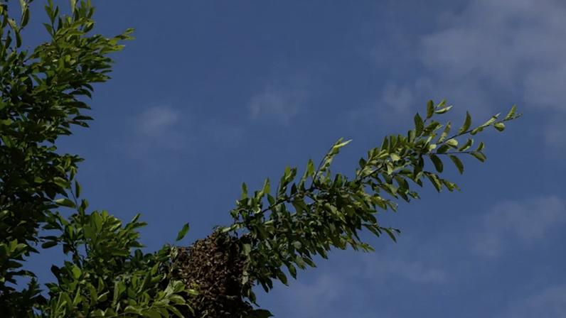 Como afastar abelhas com medidas simples e substâncias naturais