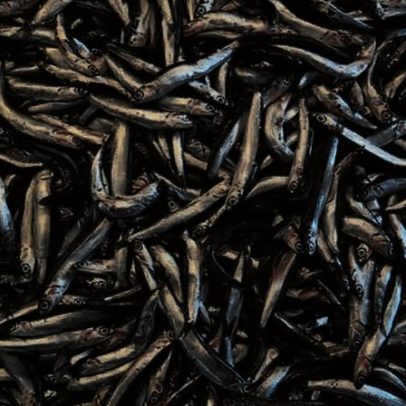Anchova rica em nutrientes fortalece ossos e contribui para o humor