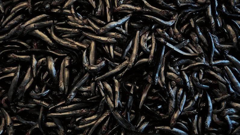 Anchova rica em nutrientes fortalece ossos e contribui para o humor