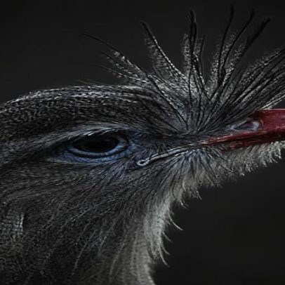 Diversidade das cristas é observada em várias espécies de animais