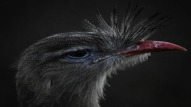 Diversidade das cristas é observada em várias espécies de animais