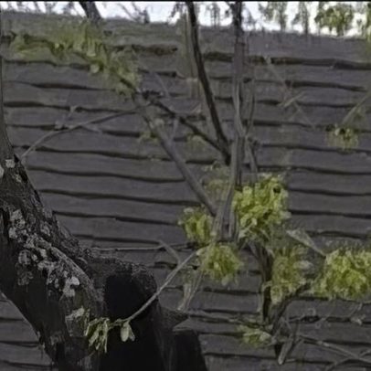 Urso é flagrado dormindo no alto de árvore em Nova York