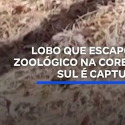 Lobo fugitivo de zoológico na Coreia do Sul é capturado
