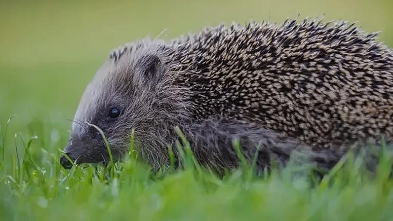 The number of hedgehogs in the UK has fallen by nearly a third since 2002