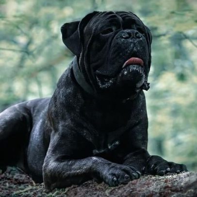 Sete raças de cães grandes e pretos ganham atenção pelo porte