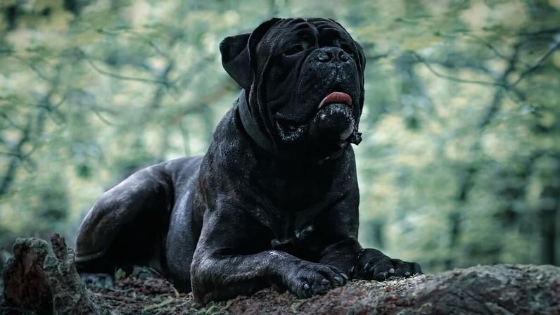 Além da beleza, essas raças se destacam pela lealdade e pelo instinto protetor