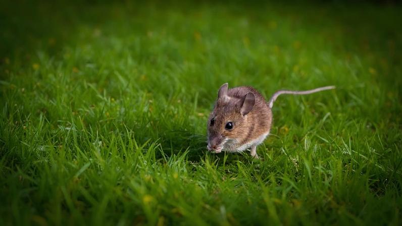 Nove itens no jardim que podem atrair ratos para a casa