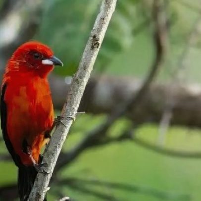 Recife sedia o 1º Congresso Pernambucano de Observação de Aves