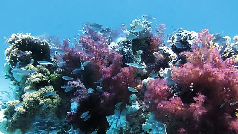 Um dos maiores sistemas de recifes de corais fica no Brasil