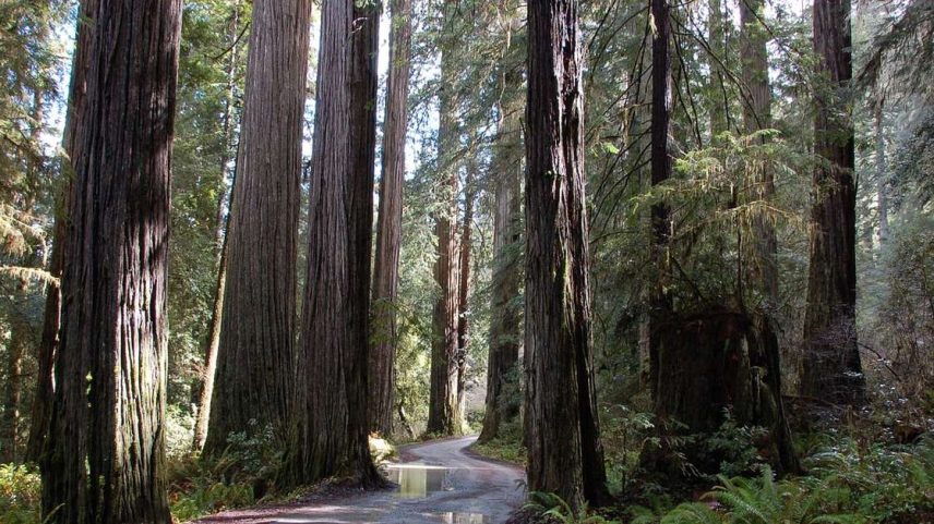 Árvore de tronco avermelhado simboliza o Brasil