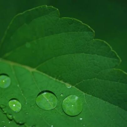 Como surgem as gotas de orvalho nas plantas